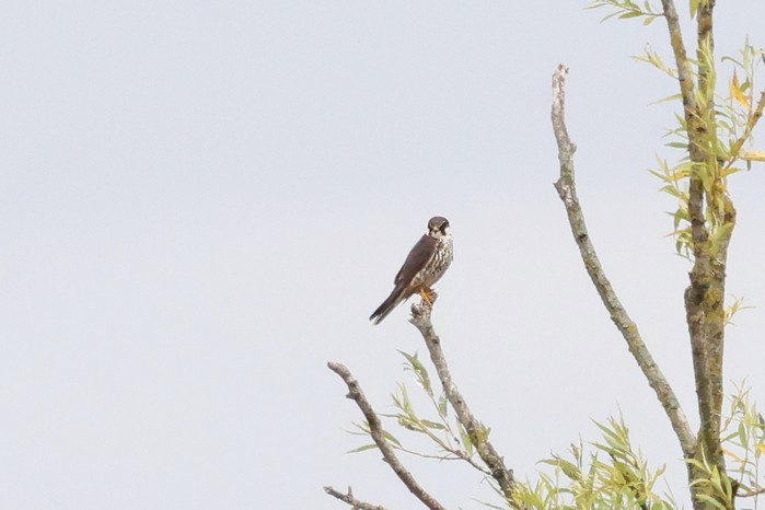 Hobby