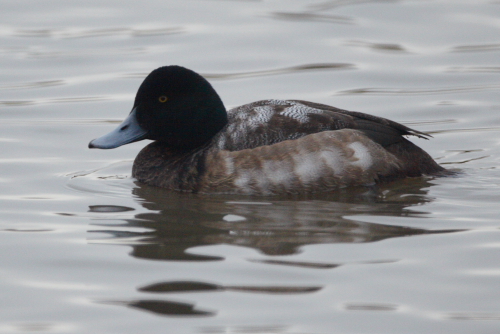 Scaup