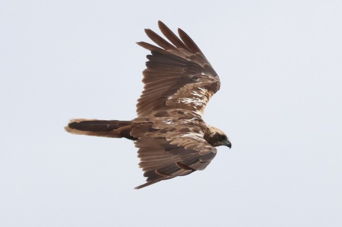 Marsh Harrier