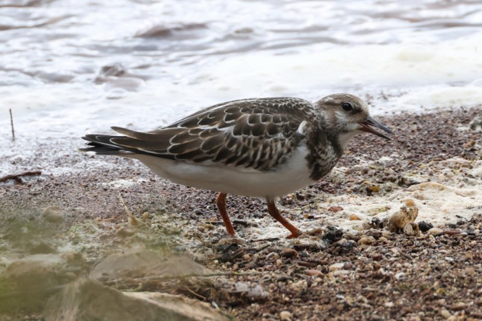 Turnstone