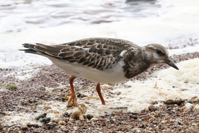 Turnstone