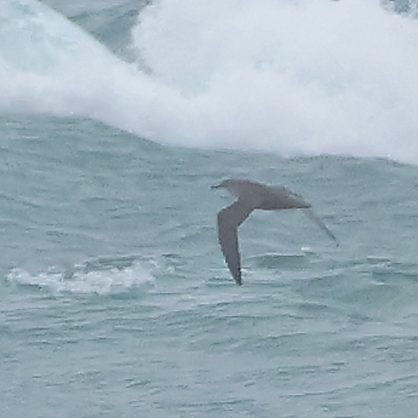 Sooty Shearwater