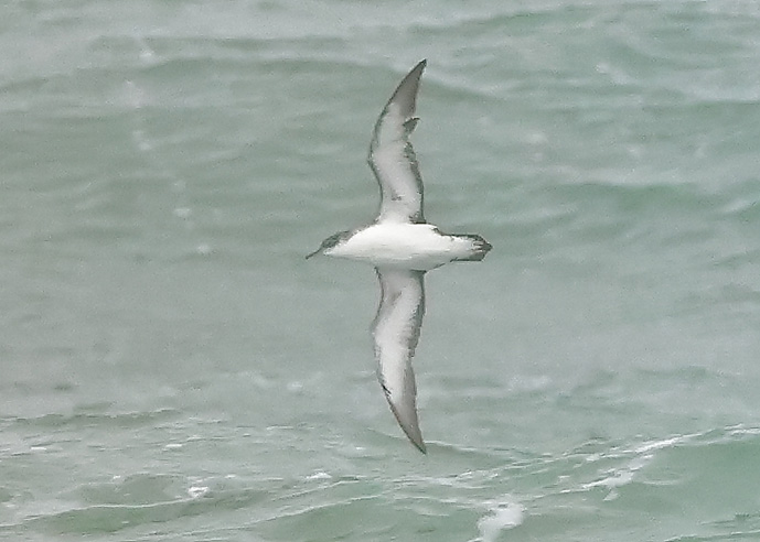 Manx Shearwater