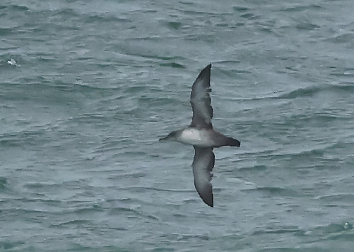 Balearic Shearwater