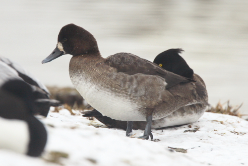 Lesser Scaup