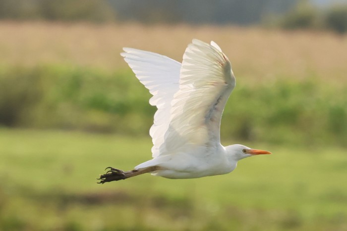 Cattle Egret