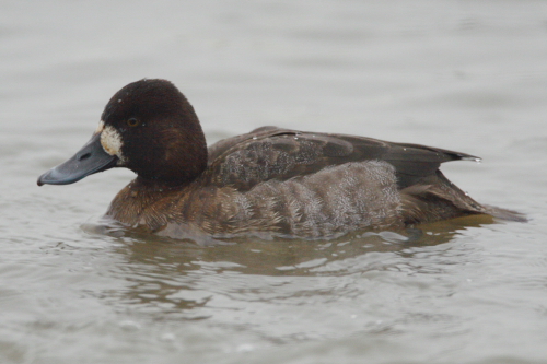 Lesser Scaup