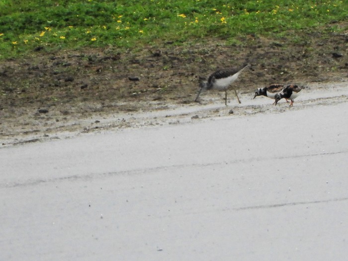 Turnstone