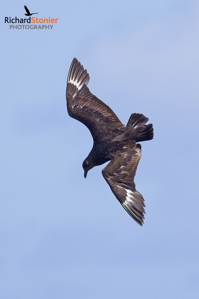 South Polar Skua