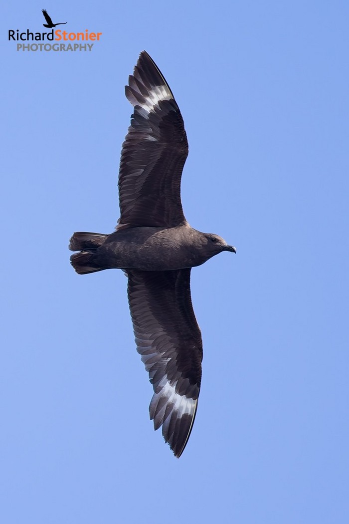 South Polar Skua
