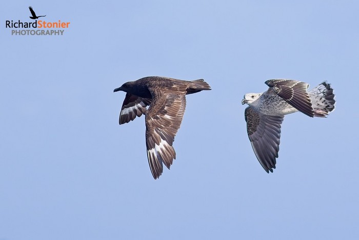 South Polar Skua