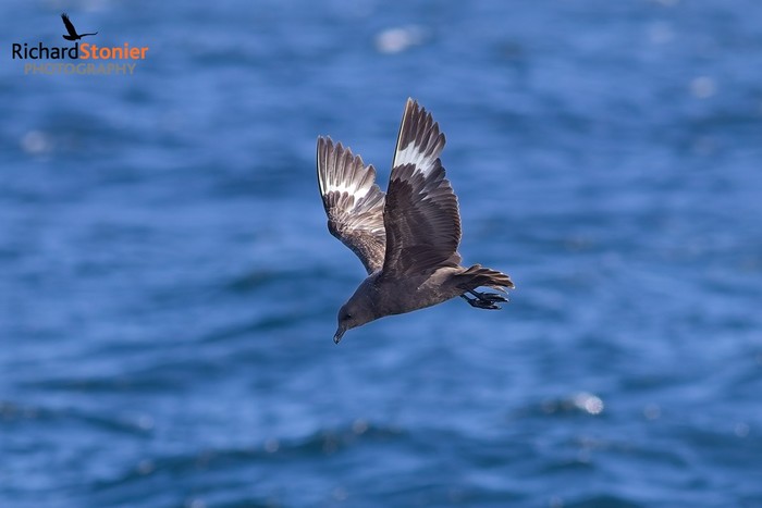 South Polar Skua
