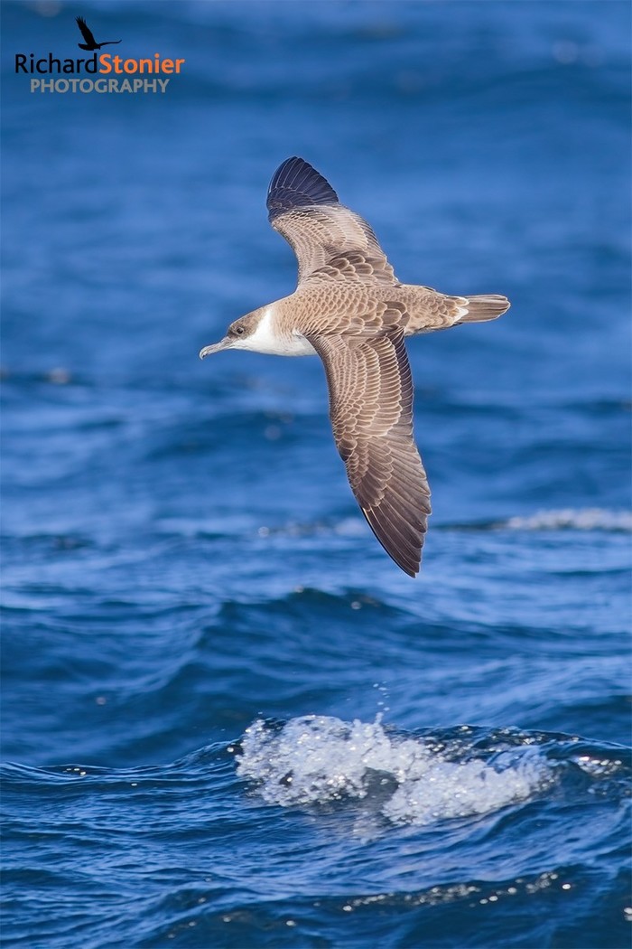 Great Shearwater