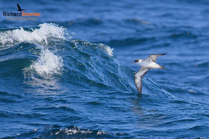 Great Shearwater