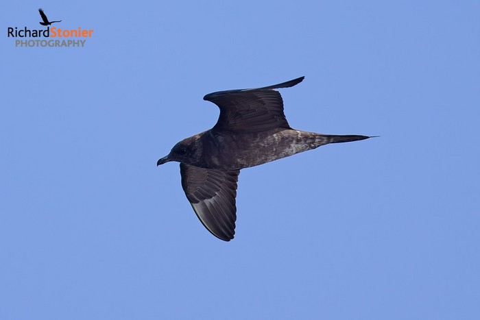 Long-tailed Skua