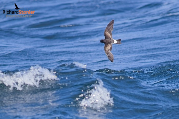 Wilson's Petrel