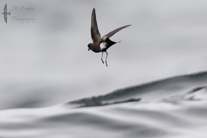 Wilson's Petrel