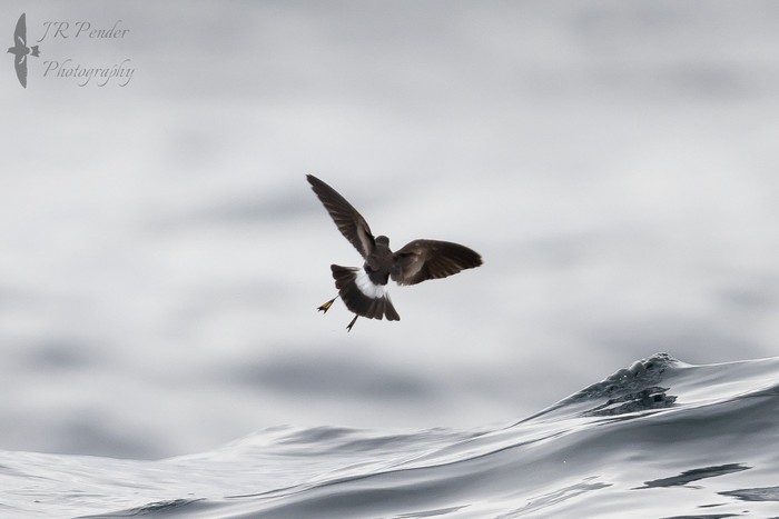 Wilson's Petrel