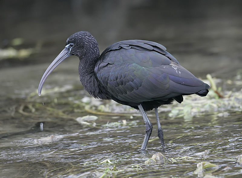 Glossy Ibis