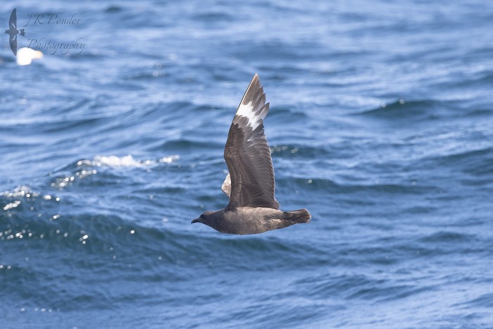 South Polar Skua