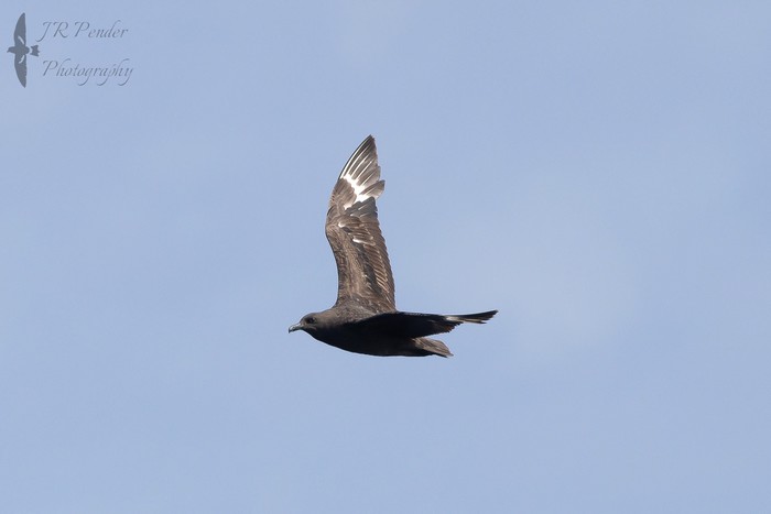 South Polar Skua
