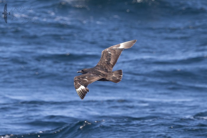 South Polar Skua