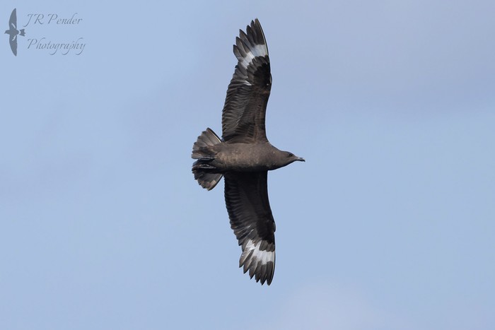 South Polar Skua