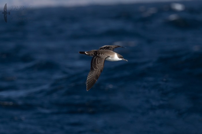 Great Shearwater