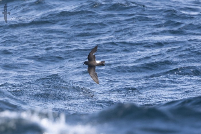Wilson's Petrel