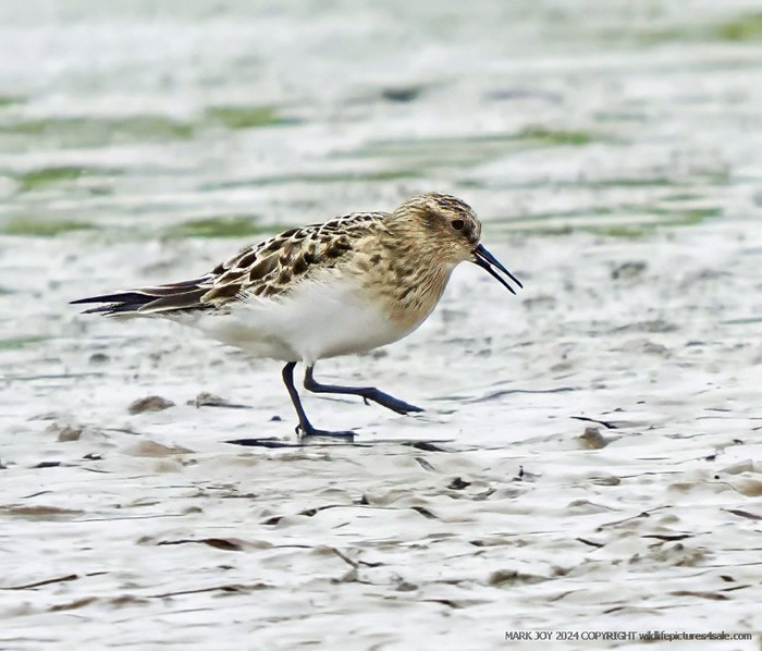 Baird's Sandpiper