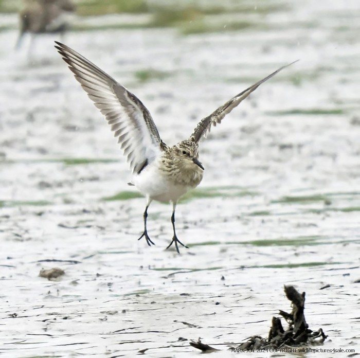 Baird's Sandpiper
