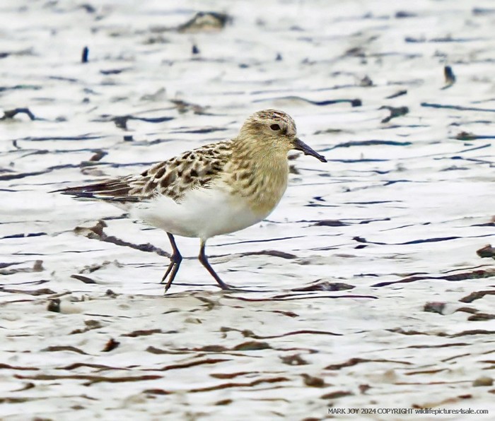 Baird's Sandpiper