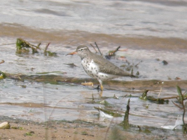 Spotted Sandpiper