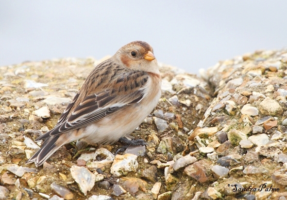 Snow Bunting