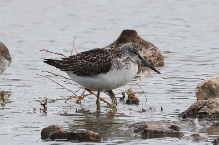 Greenshank