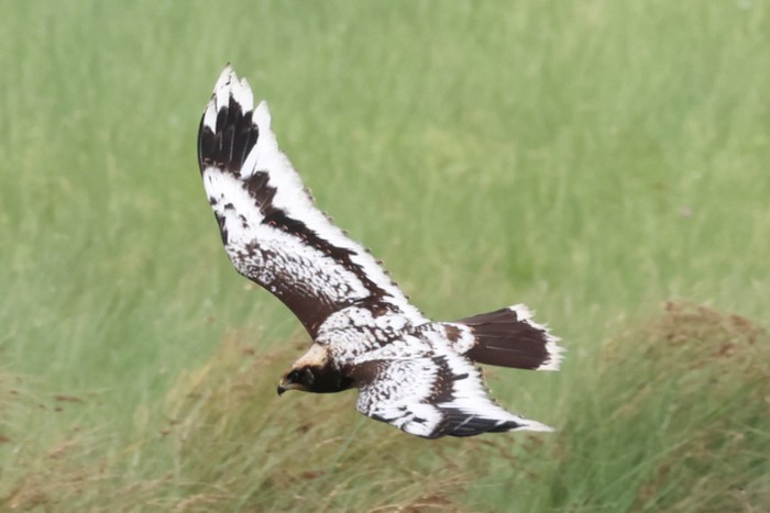 Marsh Harrier