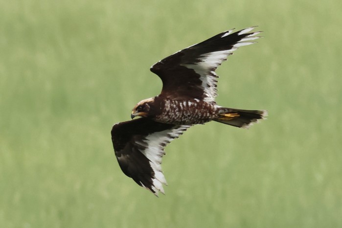 Marsh Harrier