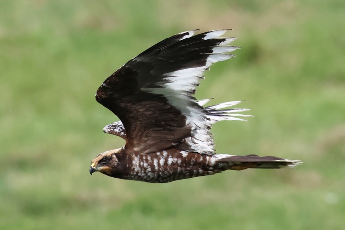 Marsh Harrier