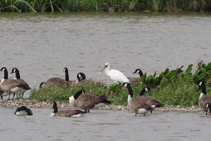 Spoonbill
