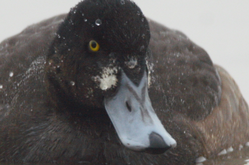 Scaup