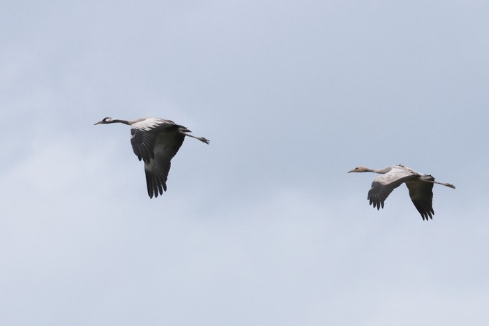 Common Crane