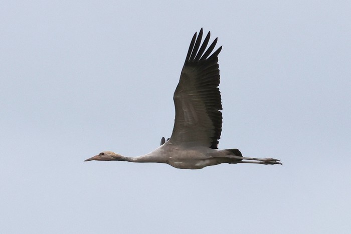 Common Crane