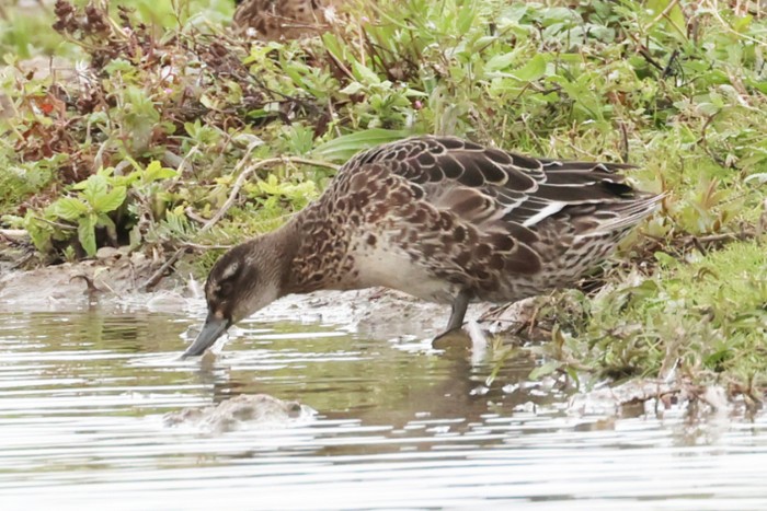 Garganey