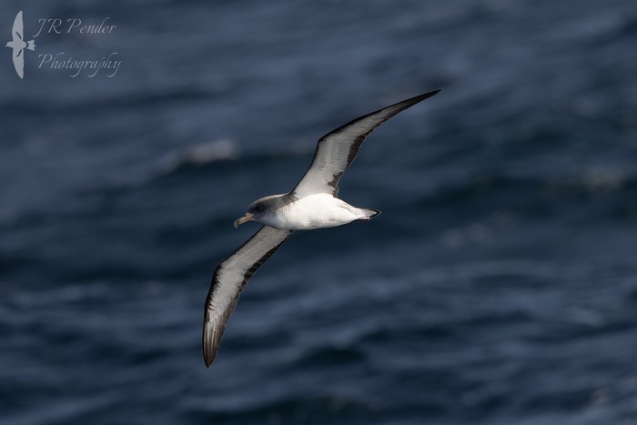 Scopoli's Shearwater