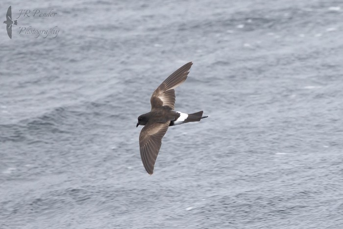 Wilson's Petrel