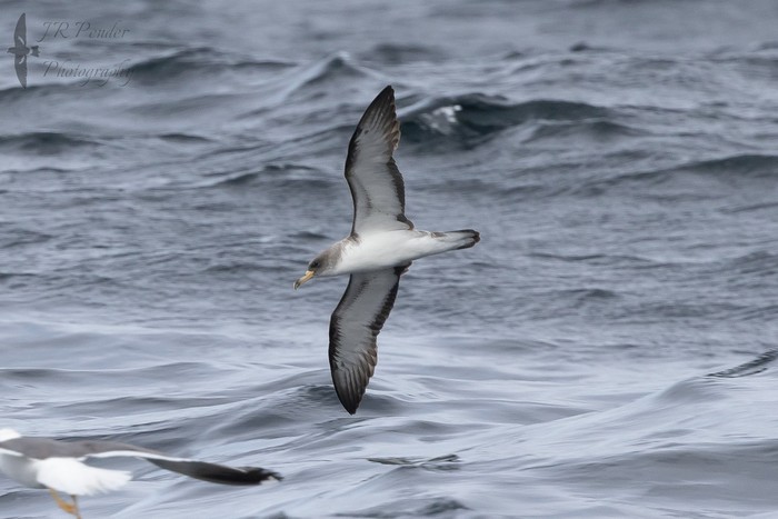 Scopoli's Shearwater