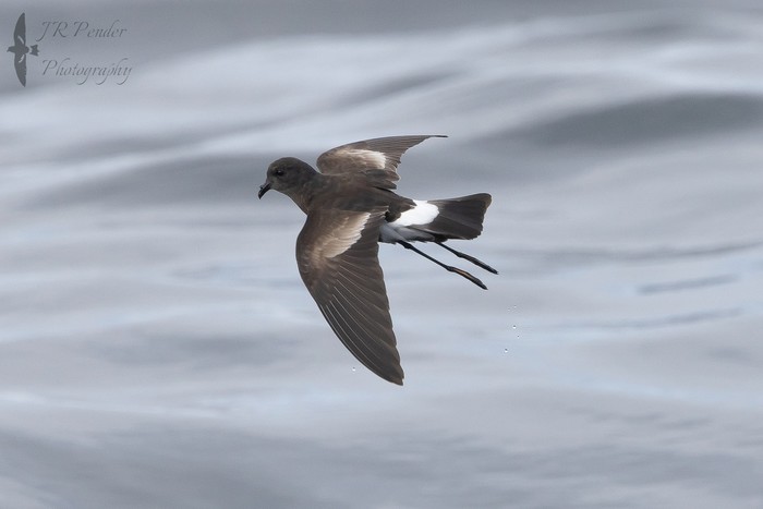 Wilson's Petrel