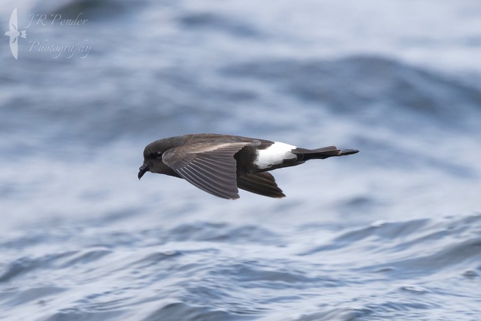 Wilson's Petrel