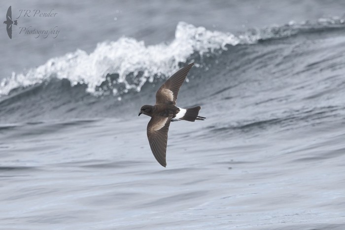 Wilson's Petrel