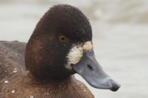 Lesser Scaup